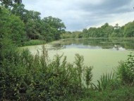 Perch Pond