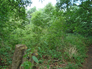 Aldersbrook Wood